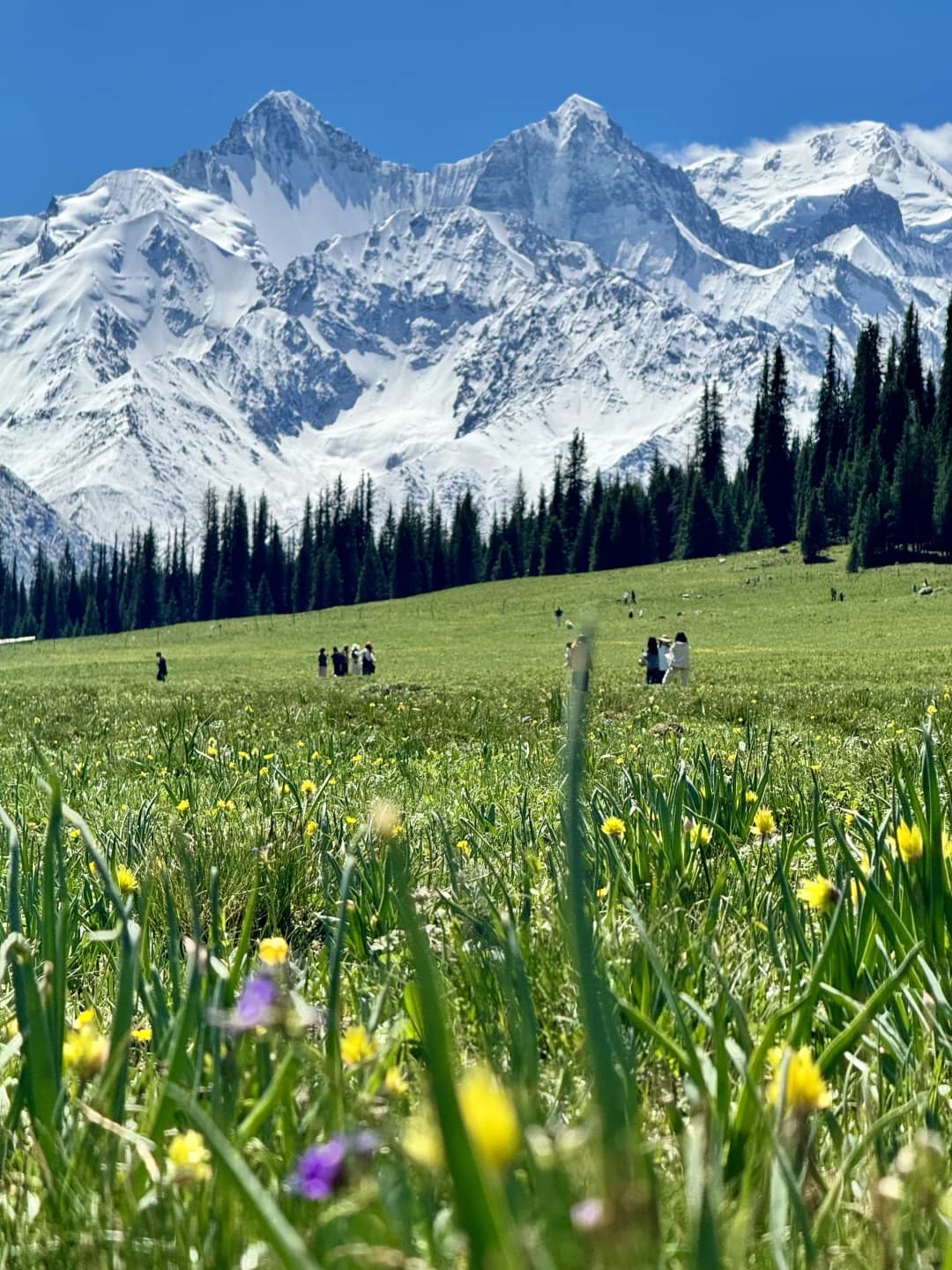 为什么夏塔是新疆旅行中不可忽视的震撼之美