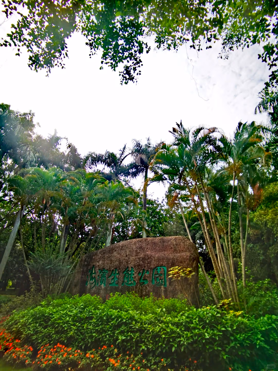 Природный заповедник мангровых лесов Шэньчжэньского залива